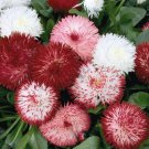 200 Red & White English Daisy Seeds Fresh Seeds Fast Shipping