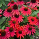 200 Red Coneflower Daisy Seeds Fresh Seeds Fast Shipping