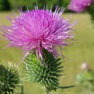 200 Scottish Thistle Seeds Fresh Seeds Fast Shipping
