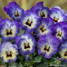 200 Sorbet Xp Neptune Pansy Viola Seeds Fresh Seeds Fast Shipping