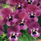 200 Sorbet Xp Raspberry Pansy Viola Seeds Fresh Seeds Fast Shipping