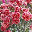 200 Sugar Plum Carnation Seeds Fresh Seeds Fast Shipping