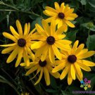 200 Sweet Coneflower Rudbeckia Seeds Fresh Seeds Fast Shipping