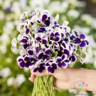 200 Swiss Giants Silverbride Pansy Viola Seeds Fresh Seeds Fast Shipping