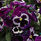 200 Viva La Violet Pansy Viola Seeds Fresh Seeds Fast Shipping