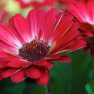 200 White & Red Gerbera Daisy Seeds Fresh Seeds Fast Shipping