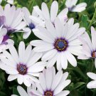 200 White Cape Daisy Seeds Fresh Seeds Fast Shipping