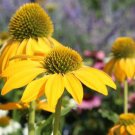 200 Yellow Coneflower Daisy Seeds Fresh Seeds Fast Shipping