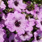 25 Ballerina Geranium Seeds Fresh Seeds Fast Shipping