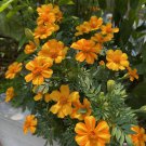 25 Bambino Marigold Seeds Fresh Seeds Fast Shipping