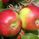 25 Burgundy Apple Seeds Fresh Seeds Fast Shipping