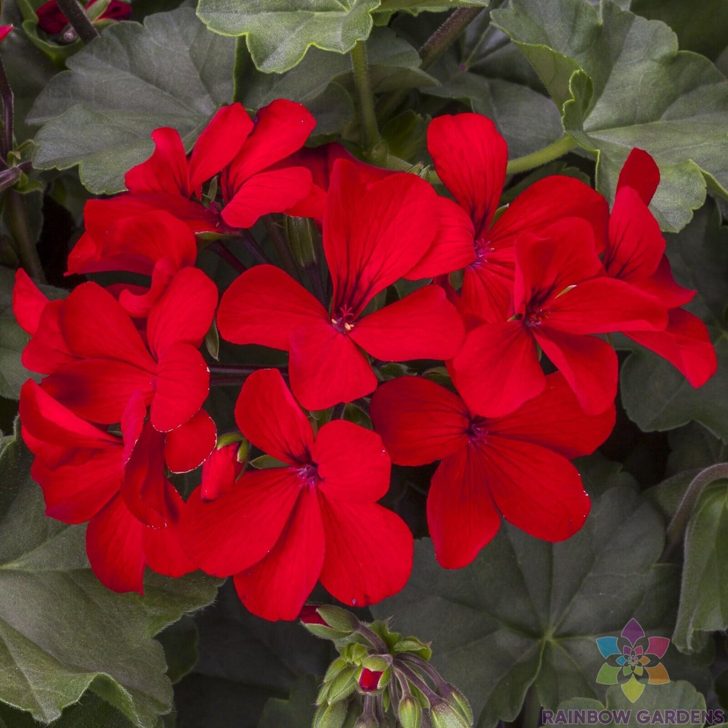 25 Caliente Deep Red Geranium Seeds Fresh Seeds Fast Shipping