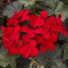 25 Caliente Deep Red Geranium Seeds Fresh Seeds Fast Shipping
