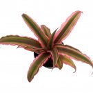Pink Earth Star Plant Cryptanthus 3" Pot Fast Shipping