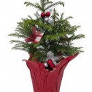 Decorated Live Norfolk Island Pine Indoor Christmas Tree 6" Pot Fast Shipping