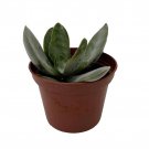 Gandalf Jade Succulent Plant Crassula 2.5" Pot Fast Shipping