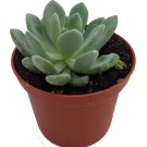 Grey Red Desert Rose Echeveria 2.5" Pot Fast Shipping
