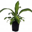Limon Madagascar Dragon Tree Dracaena 6" Pot Fast Shipping