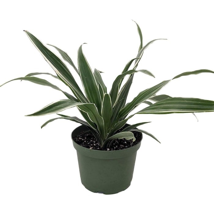 White Stripe Dragon Tree Dracaena Warneckii 6" Pot Fast Shipping