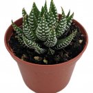 Super Zebra Plant Haworthia Fasciata Sp. 2.5" Pot Fast Shipping