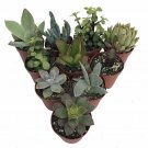 Succulent Terrarium Fairy Garden Plants 10 Different Plants In 2" Pots Fast Shipping
