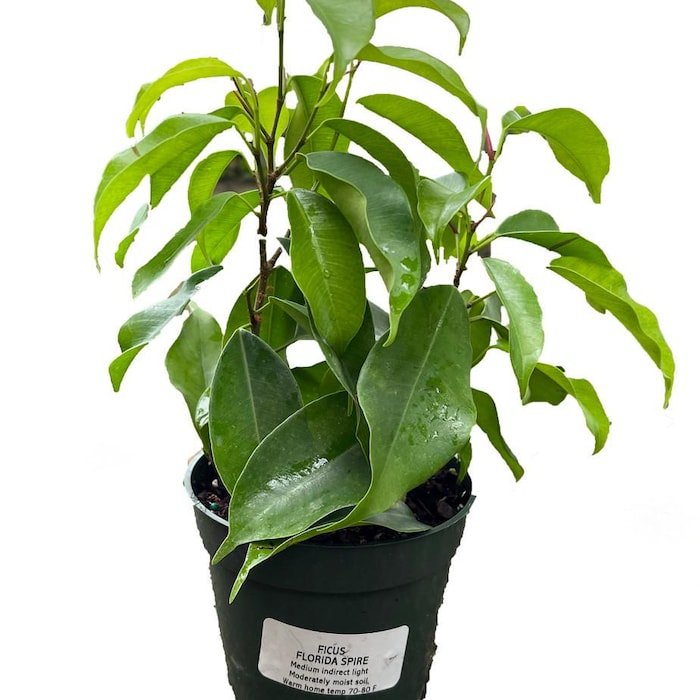 Florida Spire Columnar Weeping Fig Tree Ficus Benjamina 4" Pot Fast Shipping