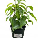Florida Spire Columnar Weeping Fig Tree Ficus Benjamina 4" Pot Fast Shipping