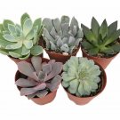 5 Different Desert Rose Succulent Plants Echeveria 2" Pots Fast Shipping