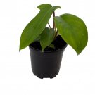 Florida Green Philodendron Collectors Series 4" Pot Fast Shipping