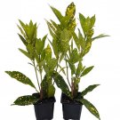 Gold Dust Croton 2 Pack 3" Pots Colorful House Plant Fast Shipping