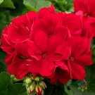25 Calliope Dark Red Geranium Seeds Planting Fresh Seeds Fast Shipping