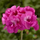 25 Calliope Hot Pink Geranium Seeds Planting Fresh Seeds Fast Shipping