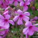 25 Canary Island Palmatum Geranium Seeds Fresh Seeds Fast Shipping