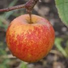 25 Christmas Pippin Apple Seeds Planting Fresh Seeds Fast Shipping