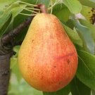 25 Clapp Favorite Pear Seeds Planting Fresh Seeds Fast Shipping