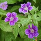 25 Clos du Coudray Geranium Seeds Planting Fresh Seeds Fast Shipping