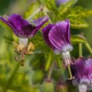 25 Conny Broe Geranium Seeds Planting Fresh Seeds Fast Shipping