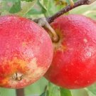 25 Cornish Aromatic Apple Seeds Planting Fresh Seeds Fast Shipping