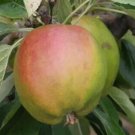 25 Cornish Gilliflower Apple Seeds Planting Fresh Seeds Fast Shipping