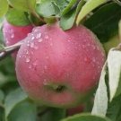 25 Cortland Apple Seeds Planting Fresh Seeds Fast Shipping