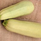 25 Cousa Squash Seeds Planting Fresh Seeds Fast Shipping