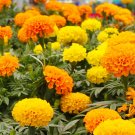 25 Crackerjack Marigold Seeds Planting Fresh Seeds Fast Shipping