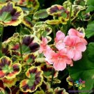 25 Crazy Colors - Mrs. Henry Cox Geranium Seeds Fresh Seeds Fast Shipping