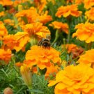 25 Cresta Orange Marigold Seeds Planting Fresh Seeds Fast Shipping