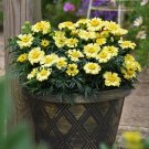 25 Daisy Wheel Lemon Marigold Seeds Planting Fresh Seeds Fast Shipping