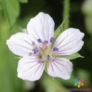 25 David Rowlinson Geranium Seeds Planting Fresh Seeds Fast Shipping