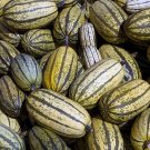 25 Delicata Squash Seeds Planting Fresh Seeds Fast Shipping