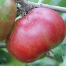 25 Devonshire Quarrenden Apple Seeds - Planting Fresh Seeds Fast Shipping