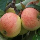 25 Directeur Lesage Apple Seeds Planting Fresh Seeds Fast Shipping