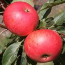 25 Discovery Apple Seeds Planting Fresh Seeds Fast Shipping